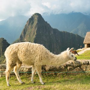 El Legado Sagrado de Cusco y el Lago Titicaca